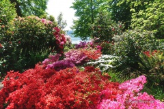 Rhododendren und Azaleen in verschiedenen Farben