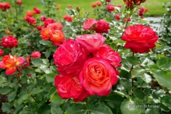 Floribunda-Rose 'Midsummer'