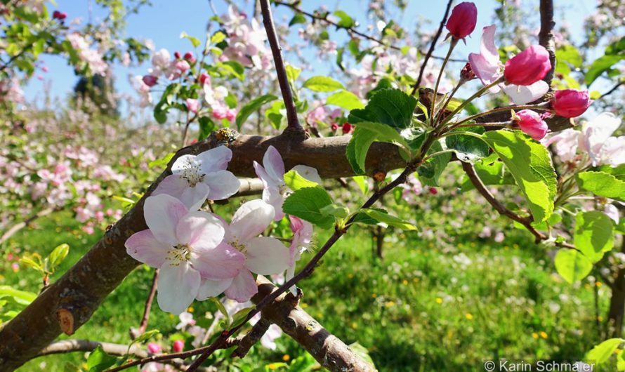 Apfelblüten, ein duftendes Angebot vom Frühling
