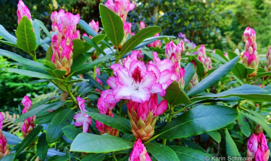 Rhododendron, duftende Frühlingssträucher auf der Insel Mainau