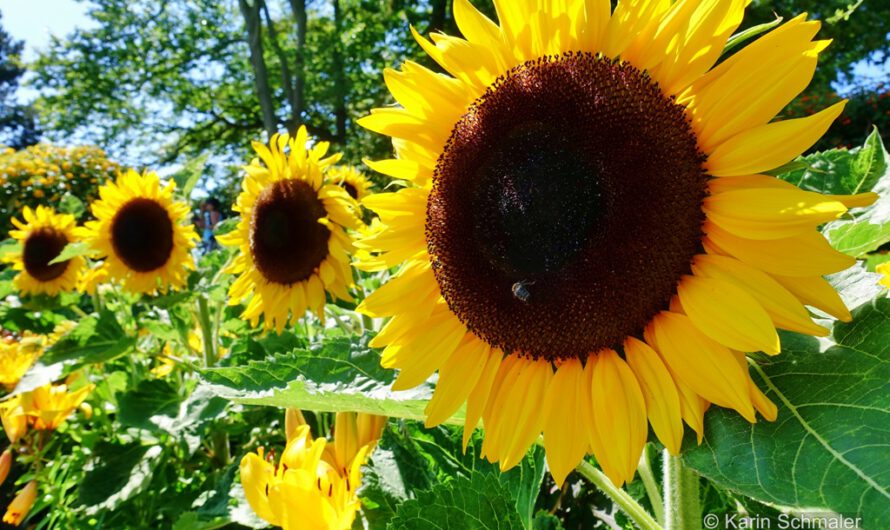 Die Symbolkraft der Sonnenblume